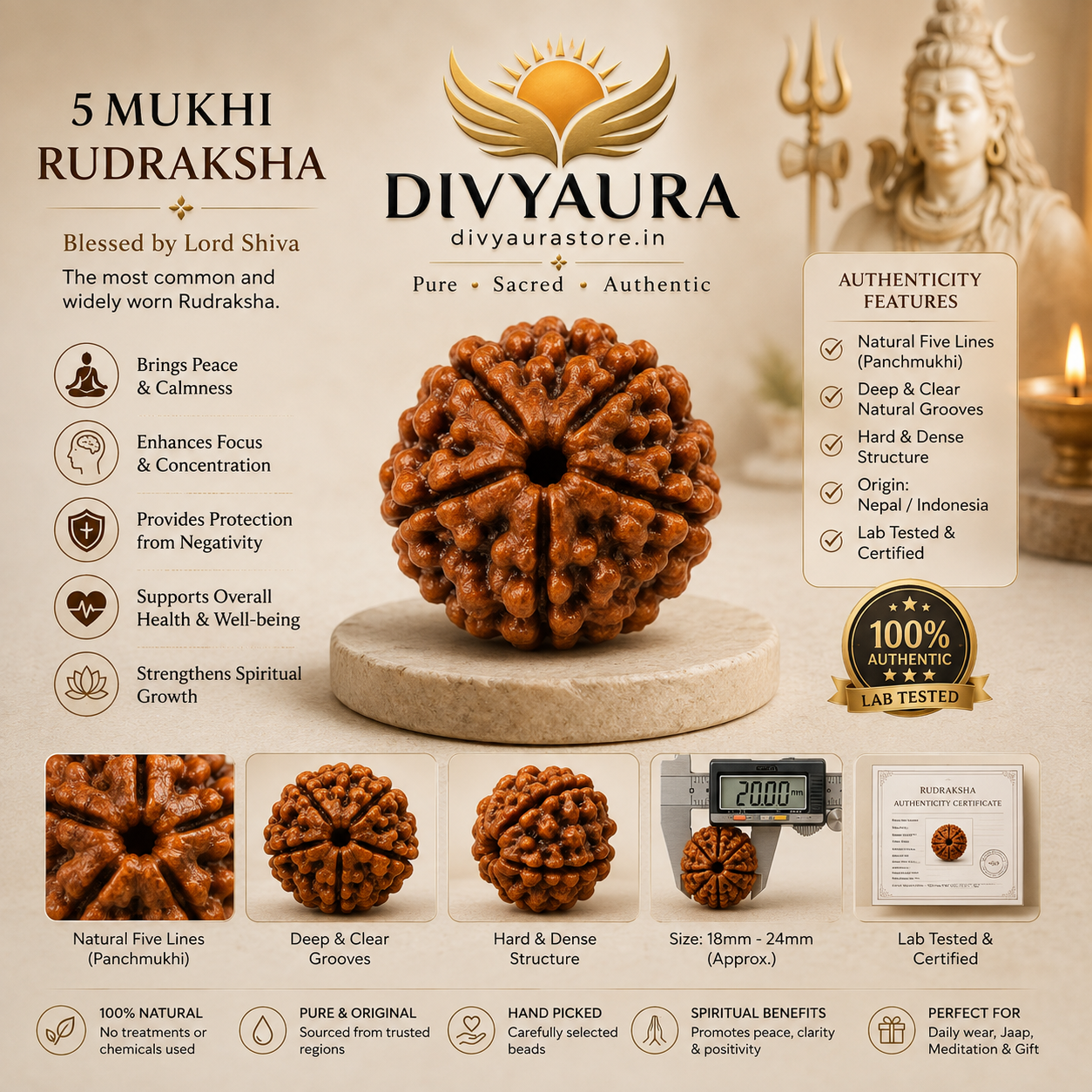 Premium infographic showing 5 Mukhi Nepali Certified Rudraksha, authenticity, lab certification and spiritual benefits.