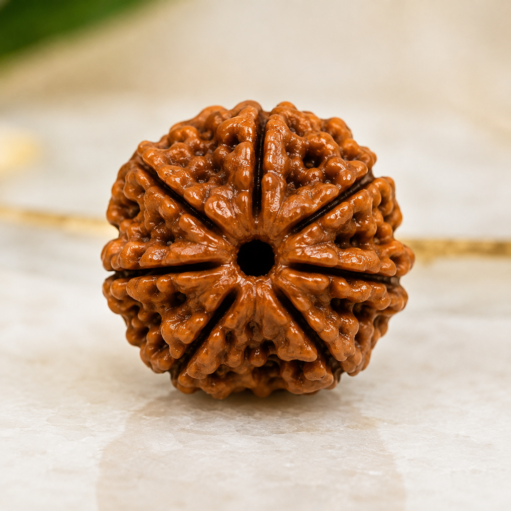 7 Mukhi Nepali Certified Rudraksha
