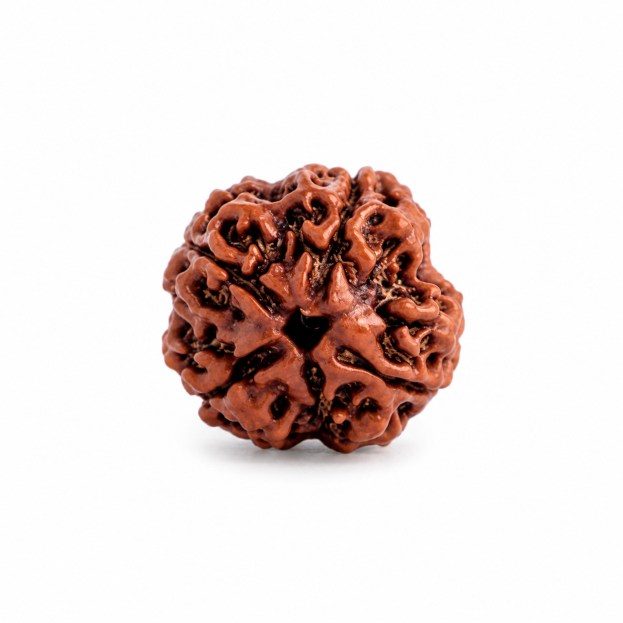 4 Mukhi Nepali Certified Rudraksha