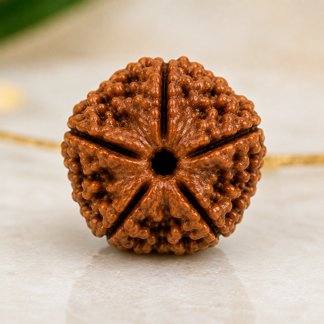 5 Mukhi Nepali Certified Rudraksha