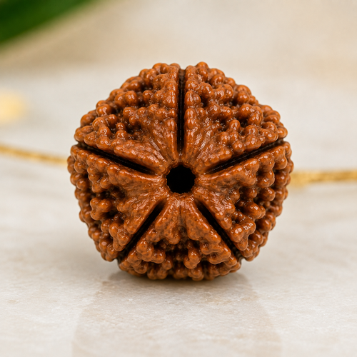 5 Mukhi Nepali Certified Rudraksha