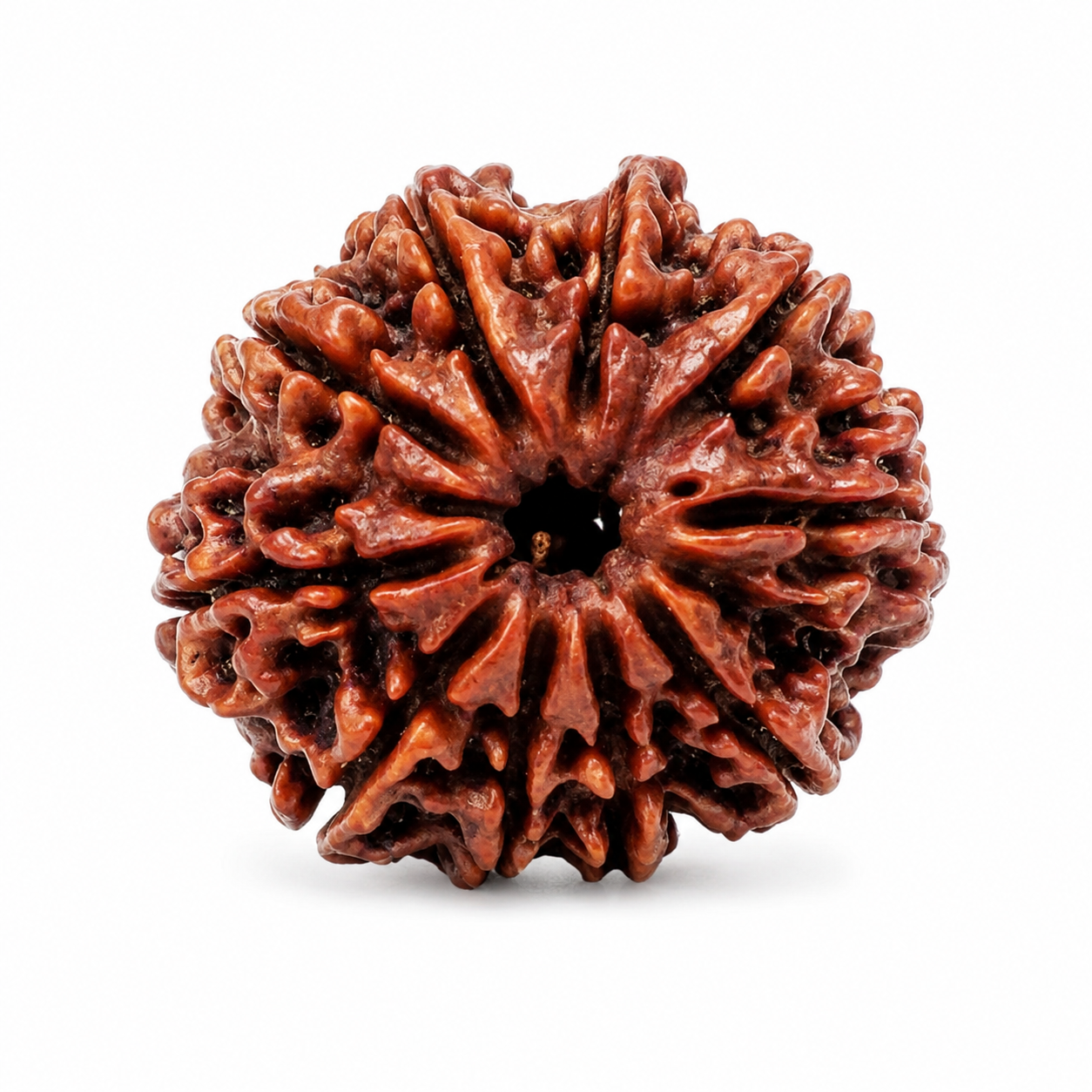 10 Mukhi Nepali Certified Rudraksha