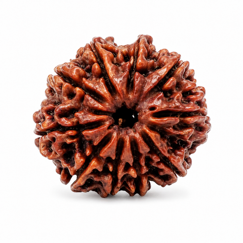 10 Mukhi Nepali Certified Rudraksha